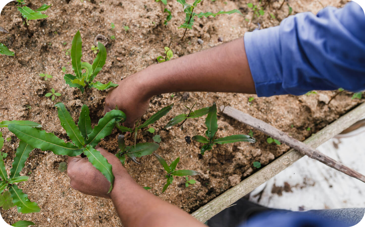 利用回数に応じて植樹する、グリーンドネーションプログラムを実施